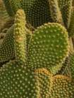 Golden Spined Bunny Ears Cactus, Chiricahua National Monument, New Mexico Art Print